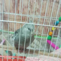 طوطی عروس هلندی|پرنده|قشم, |دیوار