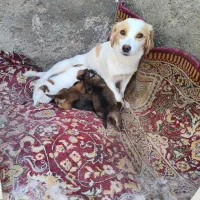 پاپی با بچهاش|سگ|قم, حقیقت|دیوار