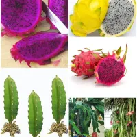 نهال دراگون فروت