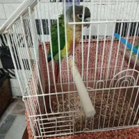 فروش فوری  گیرینچیک