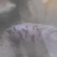 تعداد ۷ عدد ماهی گوشتخوار|ماهی|کرج, شهرک امام رضا (ع)|دیوار