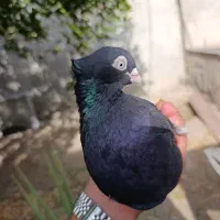 فروش زاغ|پرنده|جیرفت, |دیوار