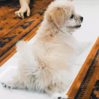 شیتزو پودل|سگ|قم, نخودی|دیوار