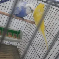 مرغ عشق پروانه ای