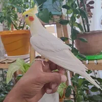 عروس هلندی لوتینو سرحال و کشیده