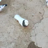 طوقی فولادی نر