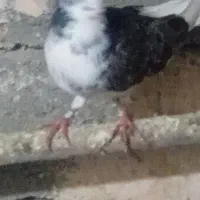 دو عدد کبوتر  ماده  پروازی|پرنده|شاهین دژ, |دیوار