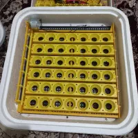 دستگاه جوجه کشی نو نو|لوازم جانبی حیوانات|هشتگرد, ینگی امام|دیوار