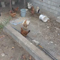 مرغ و خروس محلی