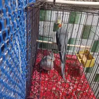 یک جفت عروس هلندی