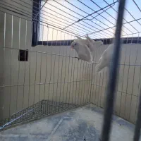 طوطی کوتوله برزیلی.نژاد آلبینو|پرنده|اصفهان, آبشار|دیوار