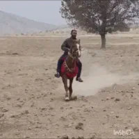 اسب دره شور ۳ ساله