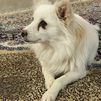 فروش سگه ماده باتربیت۲تومن