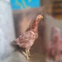 مرغ خروس و جوجه لاری|حیوانات مزرعه|تهران, طیب|دیوار