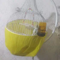 عروس هلندی
