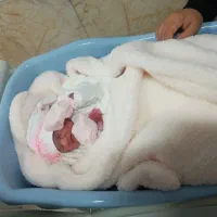 روروئک.کریر.سرویس خواب مخمل نوزاد و پتو دور پبچ|اسباب و اثاث بچه|گرگان, |دیوار