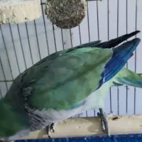 طوطی راهب نر سخنگو|پرنده|تهران, آرارات|دیوار