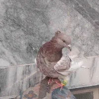 معاوضه کبوتر ماده‌ با نر سفید