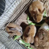 بچه خرگوش