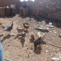 مرغ|حیوانات مزرعه|خانمیرزا, |دیوار