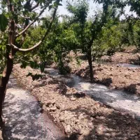 باغچه-4-دیواری-اسدنژاد-فیروزبهرام