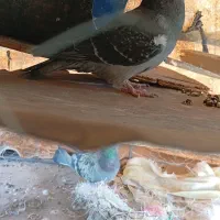 سبز پولک کاکلی ماده پولکی نر|پرنده|سرداران, |دیوار