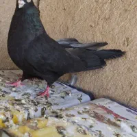 ماده صرب