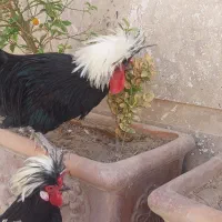 فروش مرغ و خروس برهما و خروس لهستانی و مرغ جهادی