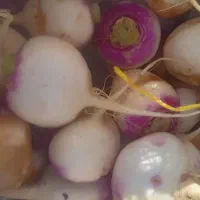 چغندر شلغم هویج خوراک گاو گوسفند