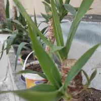 گل ناز،بیدی،بن سای ،کاکتوس صخره،آلوئه ورا|گل و گیاه طبیعی|تهران, کرمان|دیوار