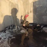 تخم لاری افغان نطفه دار