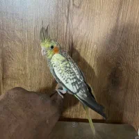 طوطی هلندی|پرنده|گلستان (تهران), |دیوار