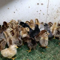 جوجه محلی اصل ۶ روزه زیر مرغی بمی.