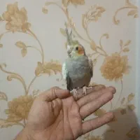 جوجه عروس هلندی|پرنده|قرچک, مهدیه|دیوار