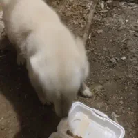 سگ پا کوتاه پیدا شده