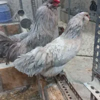 آراکانا لوندر