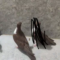کبوتر ریش سرخ گم شده