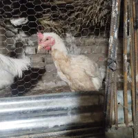 توافقی|حیوانات مزرعه|سراوان, |دیوار