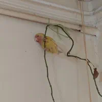 کتوله دستی اروم با هوش و شیطون|پرنده|نیشابور, شهرک قدس|دیوار