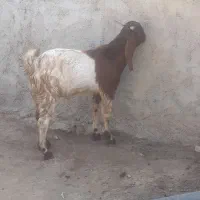 دو عدد بزغاله چاق|حیوانات مزرعه|گنبد کاووس, |دیوار