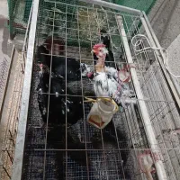 تخم نطفه دار گلین گردن لخت