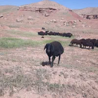 زنجان زنجان روده روستا  قزلجه سفلی