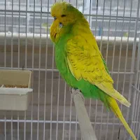 مرغ عشق انگلیسی