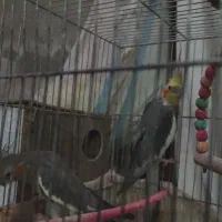 عروس هلندی|پرنده|مشهد, شهید قربانی|دیوار