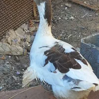 غاز( رودان|حیوانات مزرعه|رودان, |دیوار