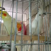 عروس هلندی جفت