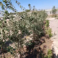 نهال بادام سنگی وطن