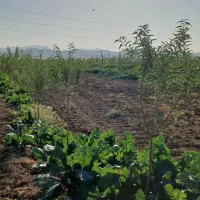 باغ ۵۰۰ متری درخت کاری شده