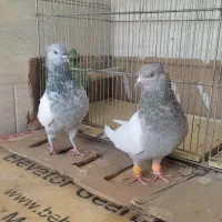 کفتر سینه|پرنده|شیراز, کوشک میدان|دیوار