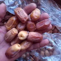 خرمای زاهدی درشت